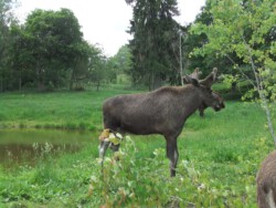 Grönåsens Elchpark