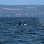 Whalewatching - Orcas