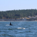 Whalewatching - Orcas