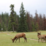 Elche im Jasper Nationalpark