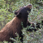 Bär im Banff Nationalpark